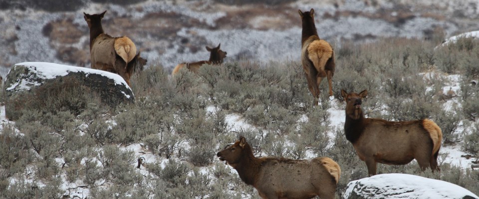 Cow elk on a sagebrush hill with glacial boulders Cow elk on a sagebrush hill with glacial boulders