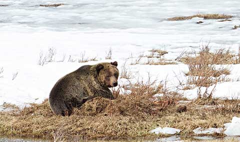 Grizzly bear on buried carcass