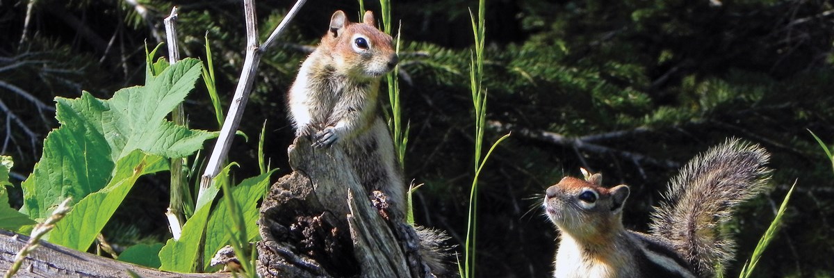 Two squirrels on a log