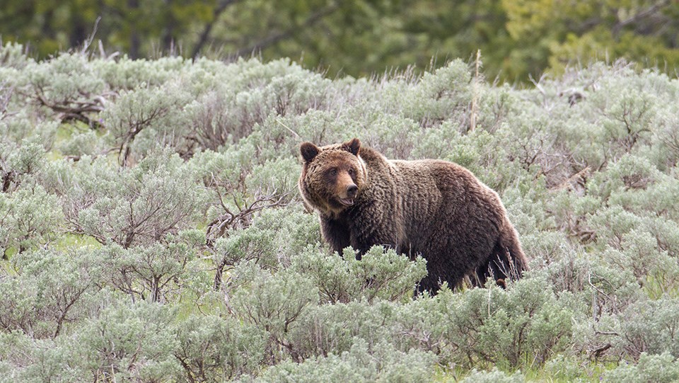 960px x 541px - Grizzly Bear - Yellowstone National Park (U.S. National Park ...