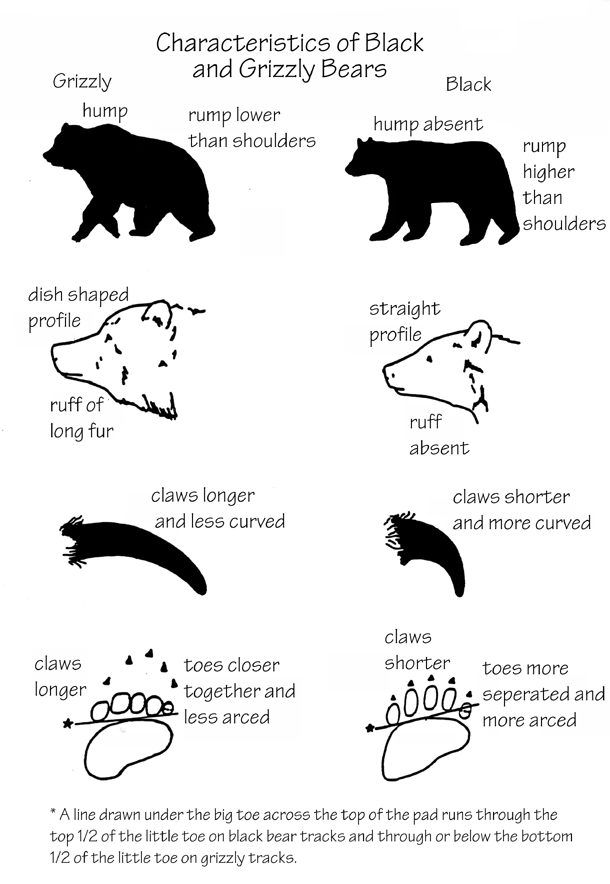Diagram of black bear and grizzly bear differences, showing body, face, claw, and print differences.