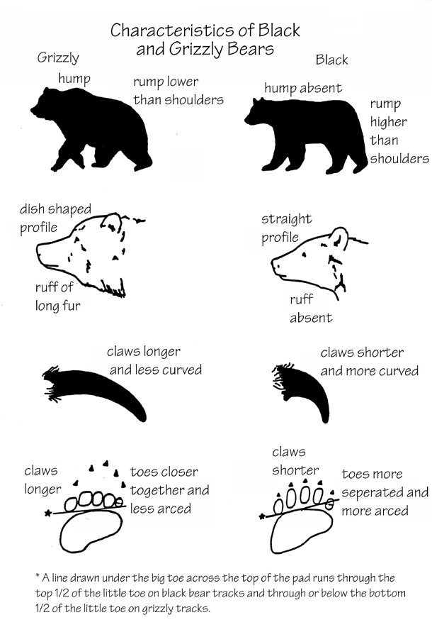 Bear Spray Comparison Chart