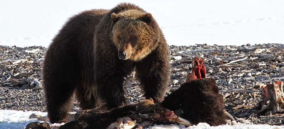 A grizzly bear on a bison carcass near Yellowstone Lake A grizzly bear on a bison carcass near Yellowstone Lake