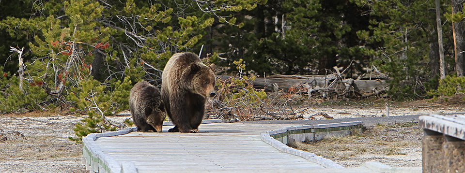 A grizzly sow and cub on the boardwalk at Old Faithful A grizzly sow and cub on the boardwalk at Old Faithful