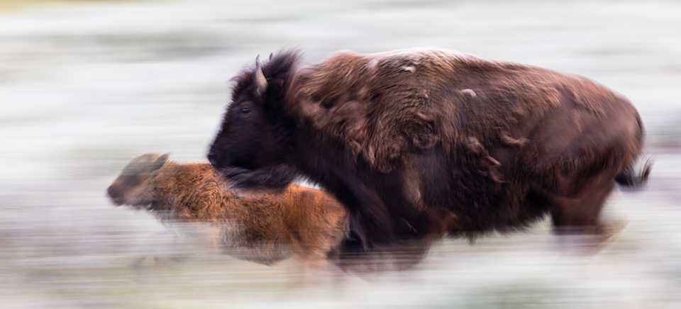 Frequently Asked Questions: Bison - Yellowstone Park (U.S. National Park Service)