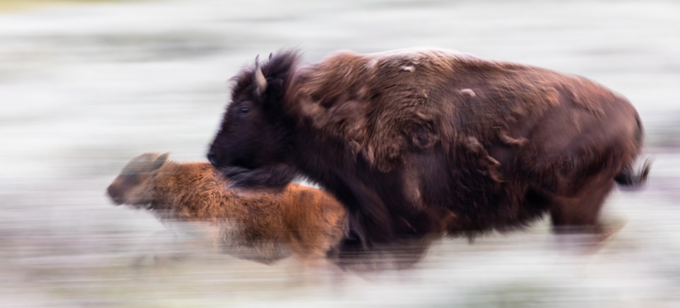 Frequently Asked Questions: Bison - Yellowstone National Park (. National  Park Service)