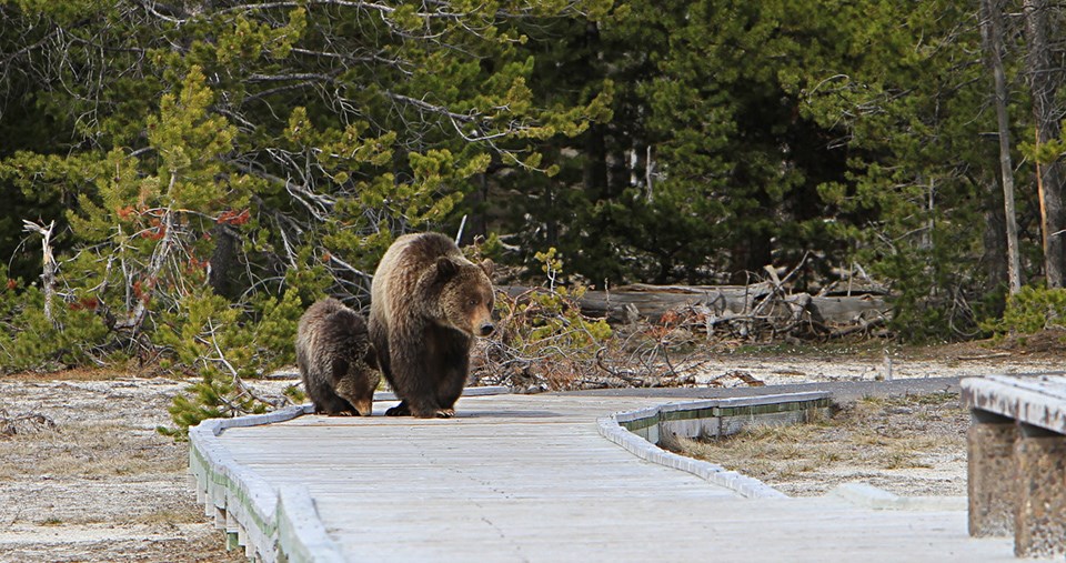 A grizzly sow and cub on the boardwalk near Old Faithful