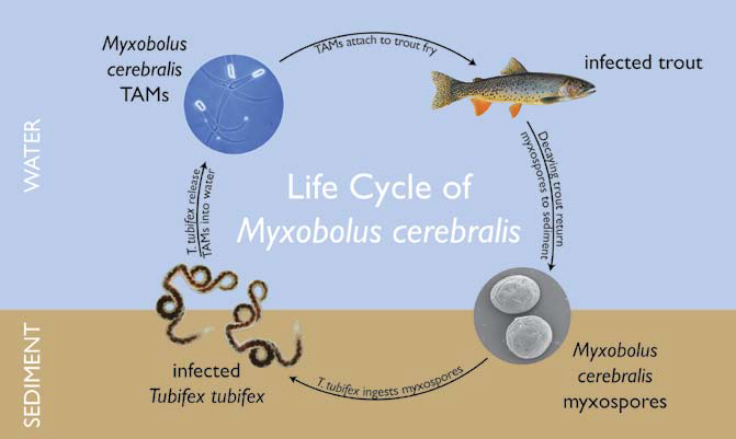 An infographic showing the lifecycle of the microscopic organism responsible for whirling disease. The microorganism must first enter an aquatic worm, then in a new form, enter the water column and into a fish, which then gives off the original spores.