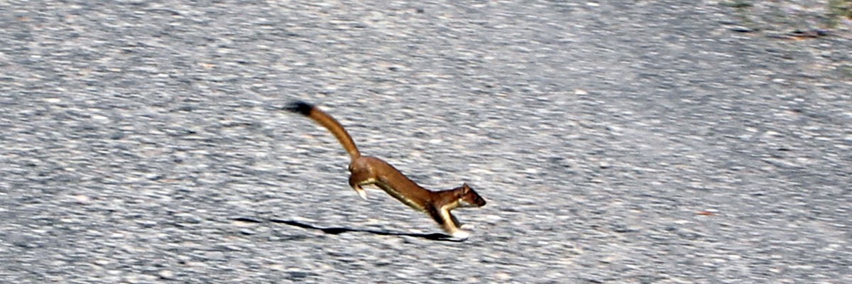 A weasel leaps across a road