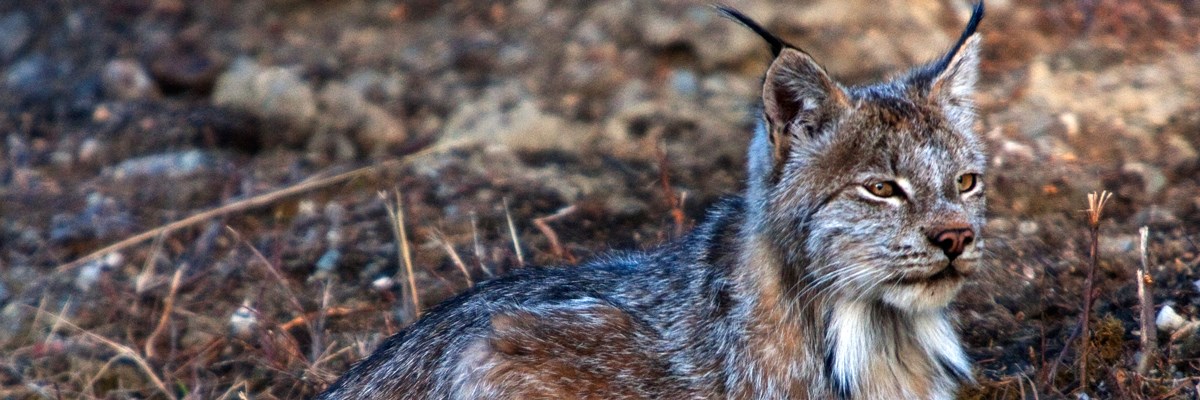 A cat sits on the ground and looks off in the distance