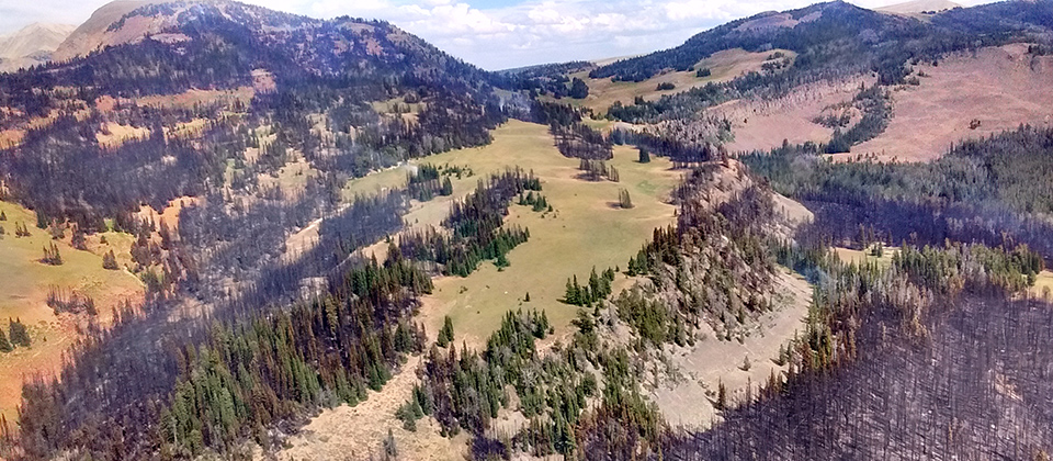 Fire plays a critical role in the Yellowstone ecosystem. Burn mosaics like this one left by the Fawn Fire provide natural firebreaks, and sustain a greater variety of plants and animals. Fire plays a critical role in the Yellowstone ecosystem. Burn mosaics like this one left by the Fawn Fire provide natural firebreaks, and sustain a greater variety of plants and animals.