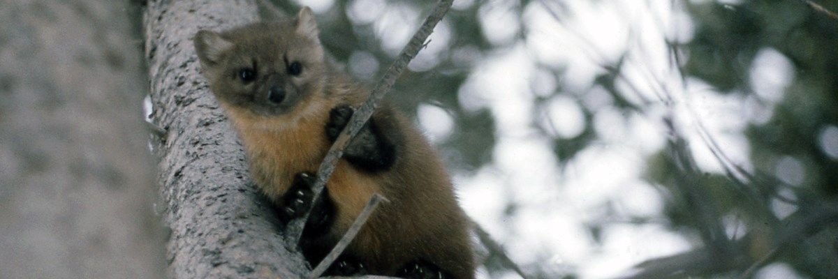 A marten hangs from a branch in a tree