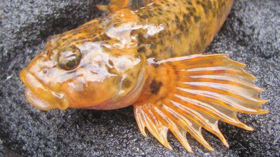 Mottled Sculpin - Yellowstone National Park (U.s. National Park Service)