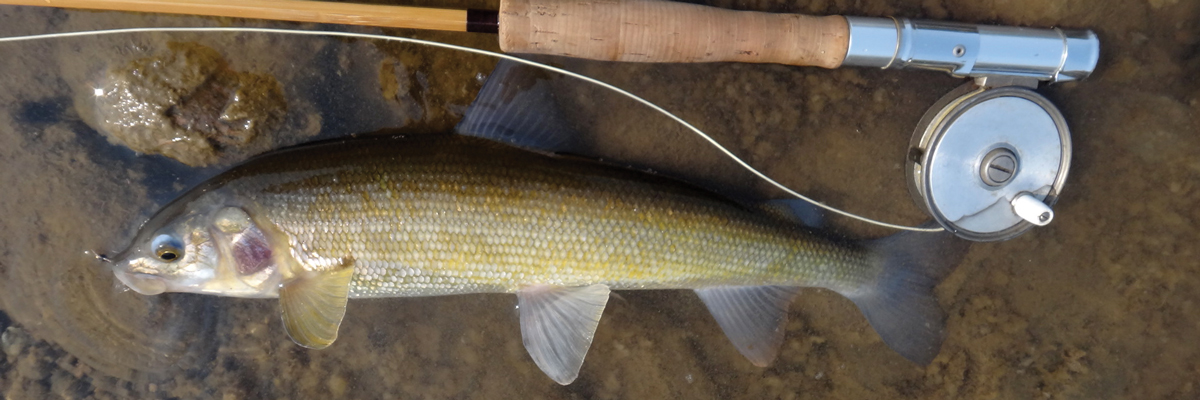 『TROUT OF THE YELLOWSTONE』byMikeStidham Trout Of The Yellowstone Bymikestidham Lure | eBay