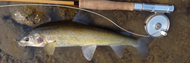 A fish in water next to a fishing rod