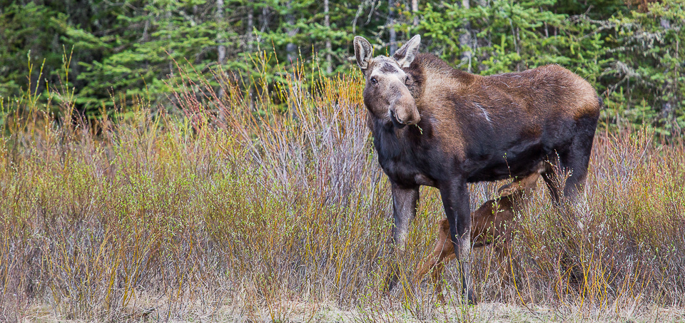 yell learn nature mooseinfo yell learn nature mooseinfo