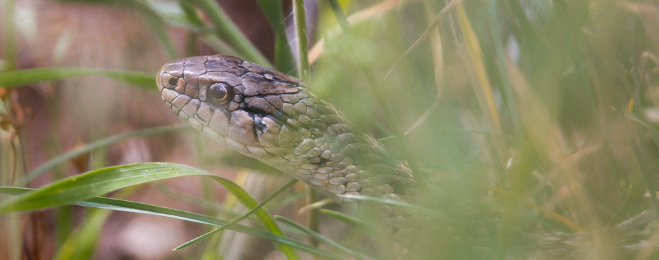 Wandering Garter Snake Wandering Garter Snake