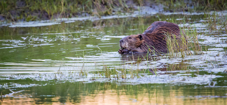 Photo of a beaver in Soda Butte Creek Photo of a beaver in Soda Butte Creek