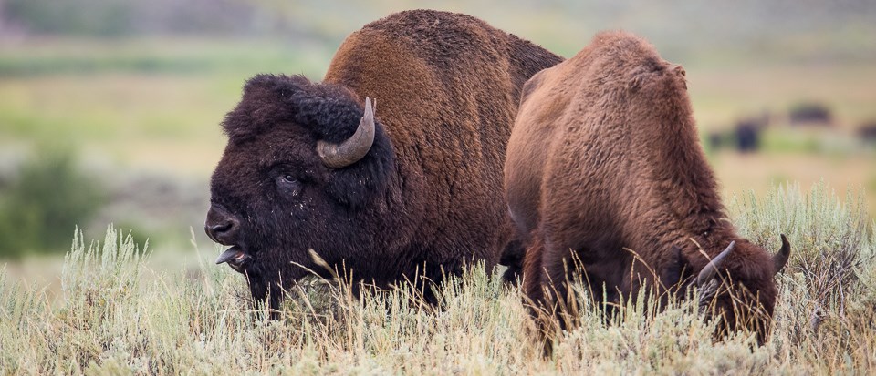 Bull bison bellow during rutting season to display their dominance.