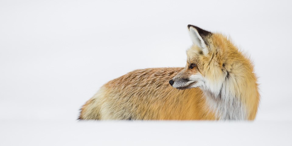 A hunting red fox stops and looks back after hearing something in the snow.