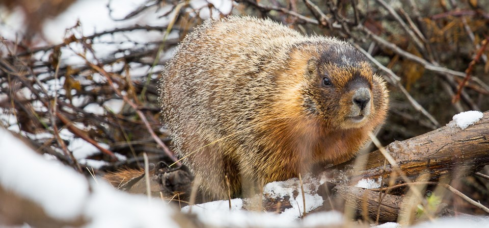 A yellow-bellied marmot in a snow-covered woody area