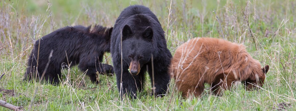 CT bear encounters on the rise: What to do if you see a bear