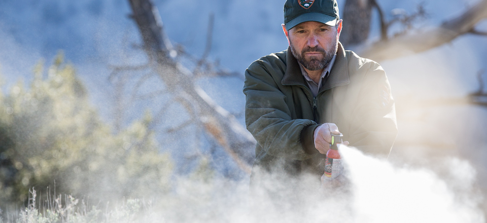 Bear spray is proven to be highly successful at stopping aggressive behavior in bears Bear spray is proven to be highly successful at stopping aggressive behavior in bears