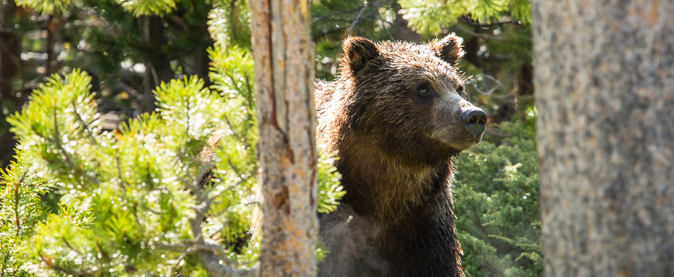 Grizzly bear photographed from a car near Mammoth Hot Springs