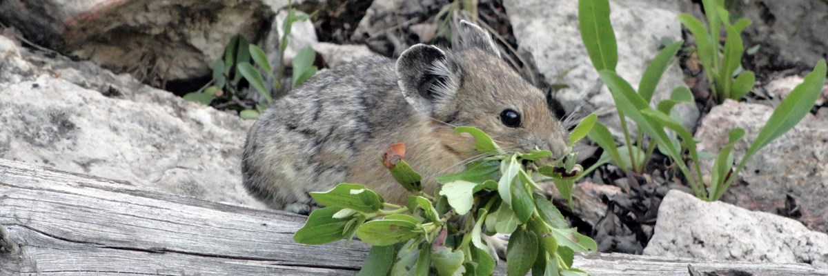 A pika with leafy vegetation in its mouth