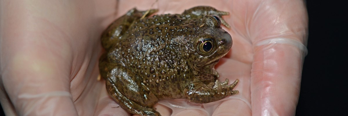 A dark green bumpy toad in the hollow of a gloved hand A dark green bumpy toad in the hollow of a gloved hand