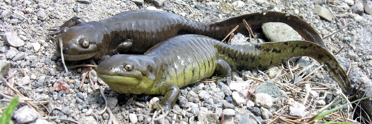 Two glistening salamanders with dark backs and light green stomaches