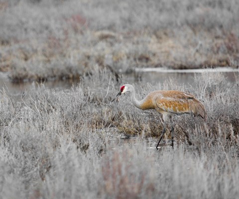 A tall bird with long body, black beak, and red area near eyes walks in water with dry vegetation