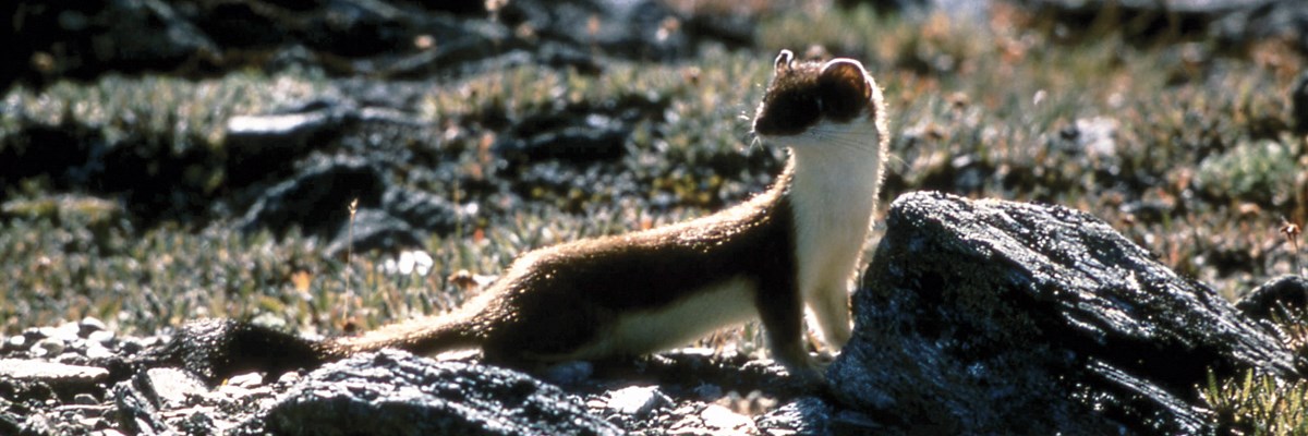 A weasel stands on a rock and looks over its shoulder
