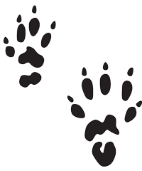 Black tracks of a golden-mantled ground squirrel
