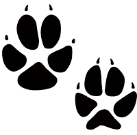 Black track of a red fox