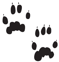 Black track of a red squirrel
