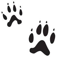 Black track of a short-tailed weasel