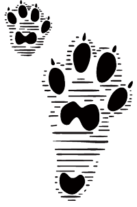 Black track of a snowshoe hare