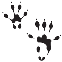 Black track of a montane vole