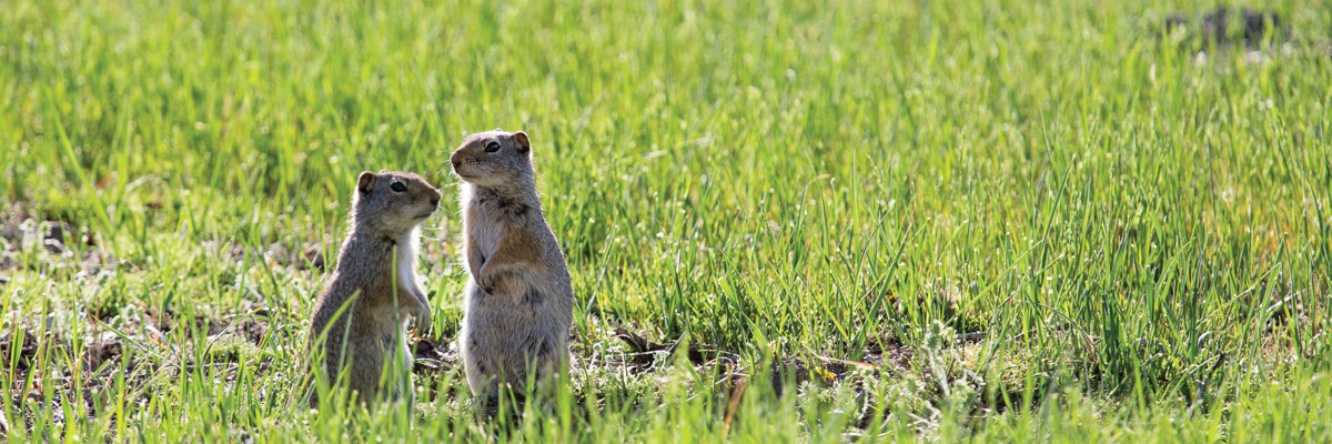 Two squirrels stand in grass