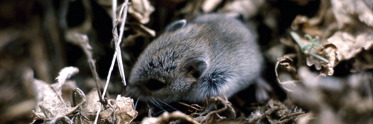 A vole surrounded by dry leaves