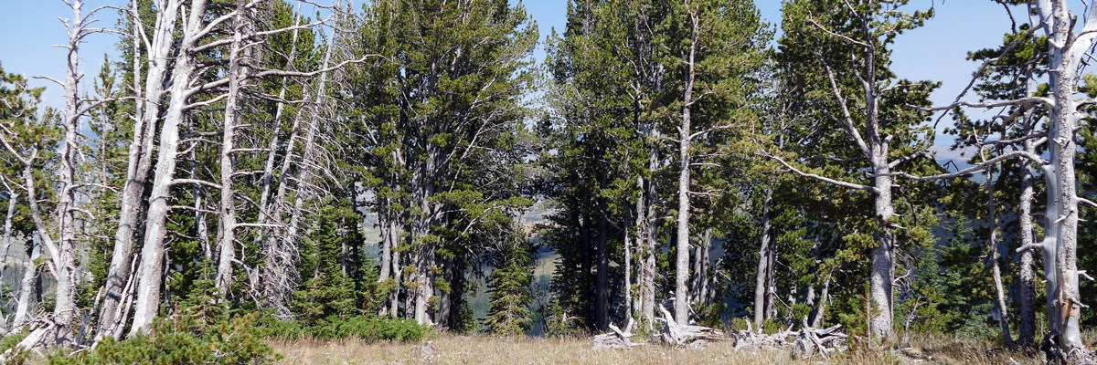 A stand of pine trees with pale trunks at the top of a hill