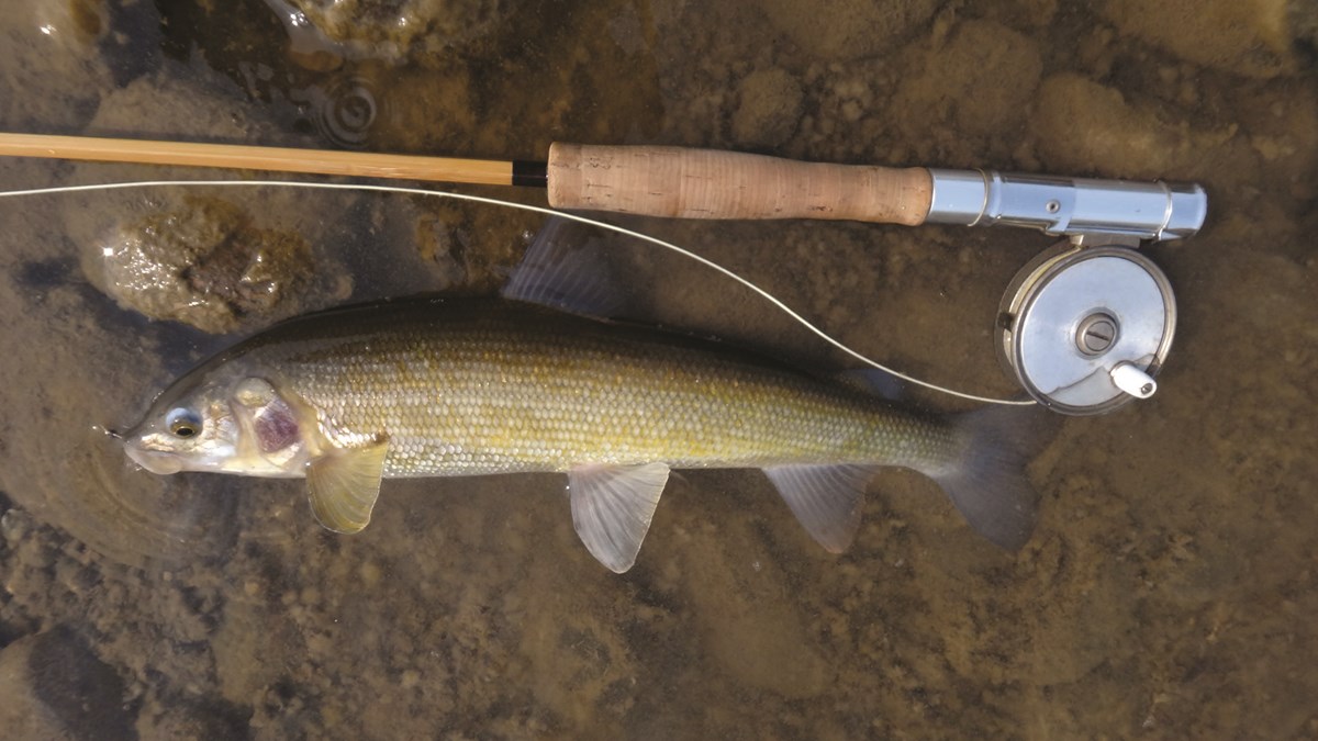 Mountain Whitefish Yellowstone National Park (U.S. National Park Service)