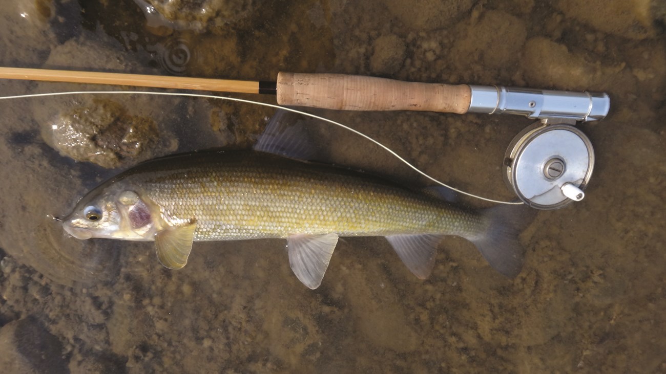 A light gold fish laying shallow water on a streambed.