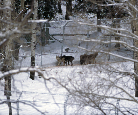 Wolf Restoration Yellowstone National Park U S National Park Service