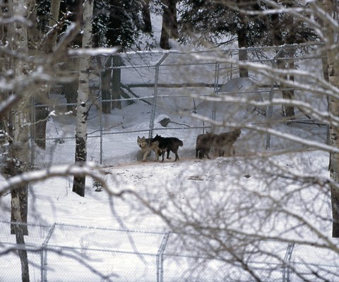 Several wolves in a metal pen