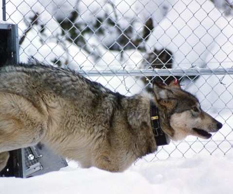 A collared wolf bolts out of a metal crate in a fenced area