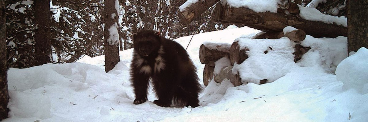 Wolverine Yellowstone National Park U S National Park Service