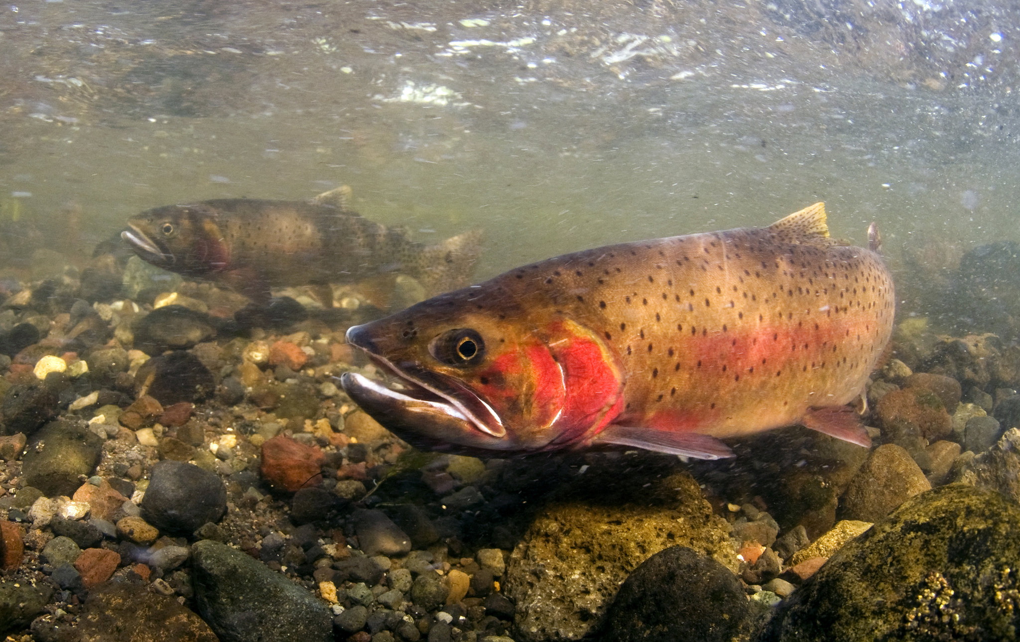 spawning cutthroat trout