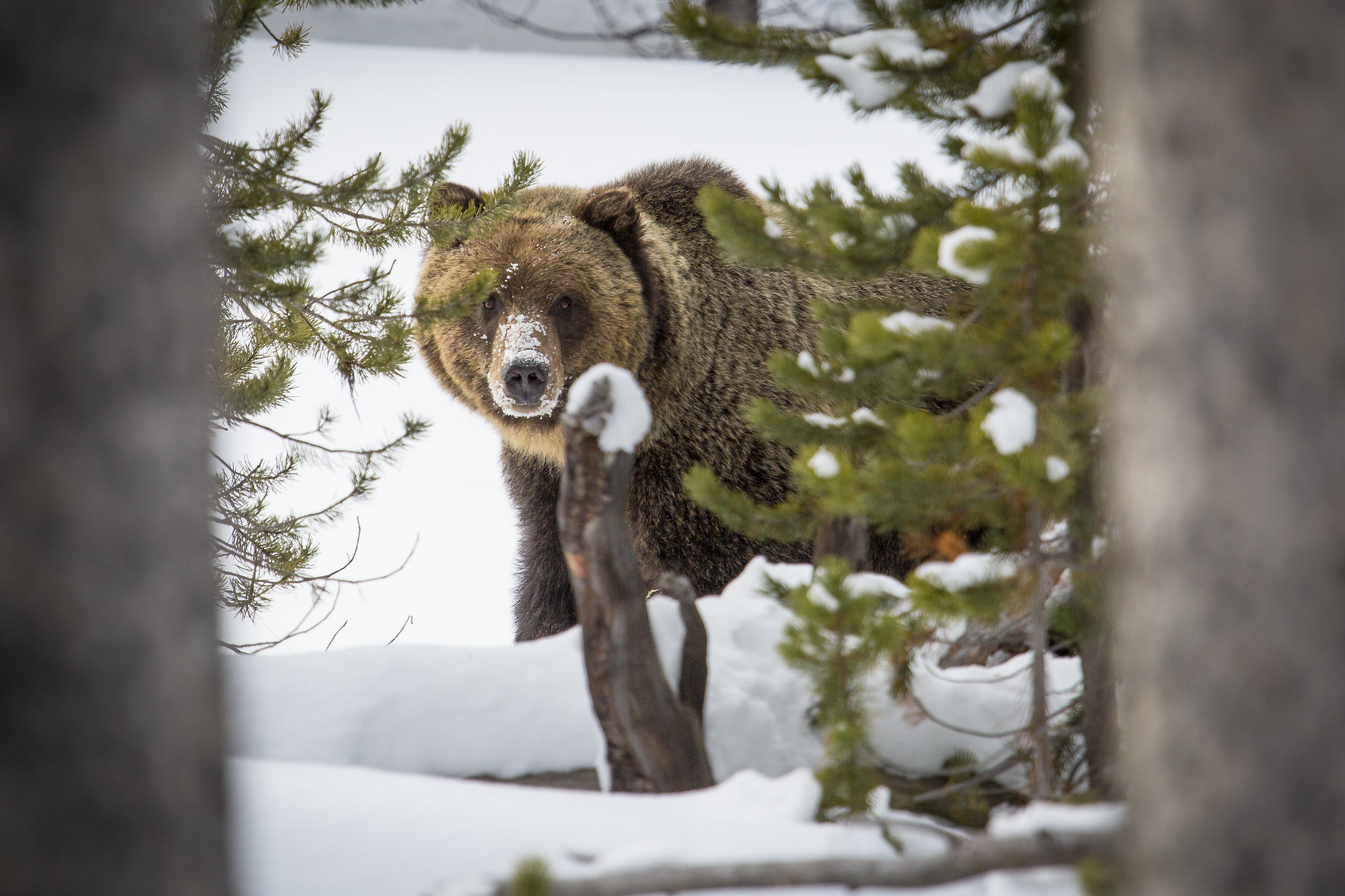 grizzly bear in snow